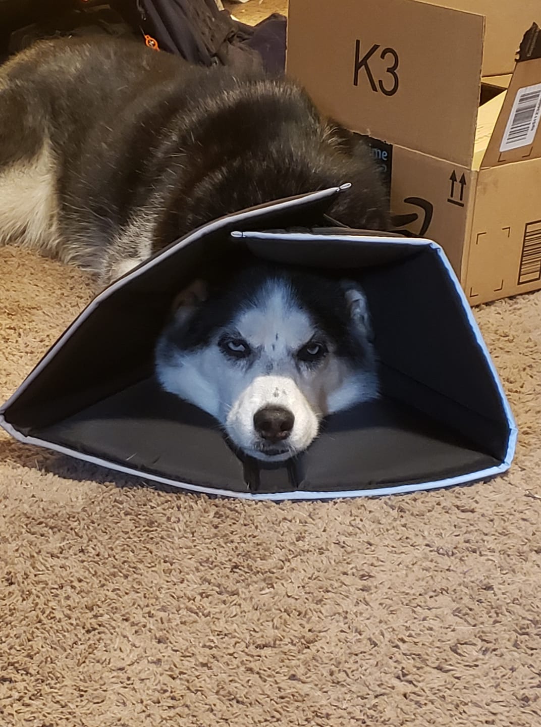 Artemis isn't impressed by the cone of shame