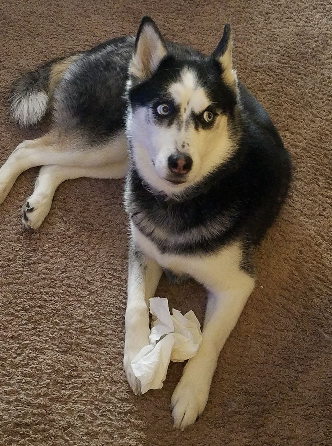 Artemis doesn't know where that tissue came from