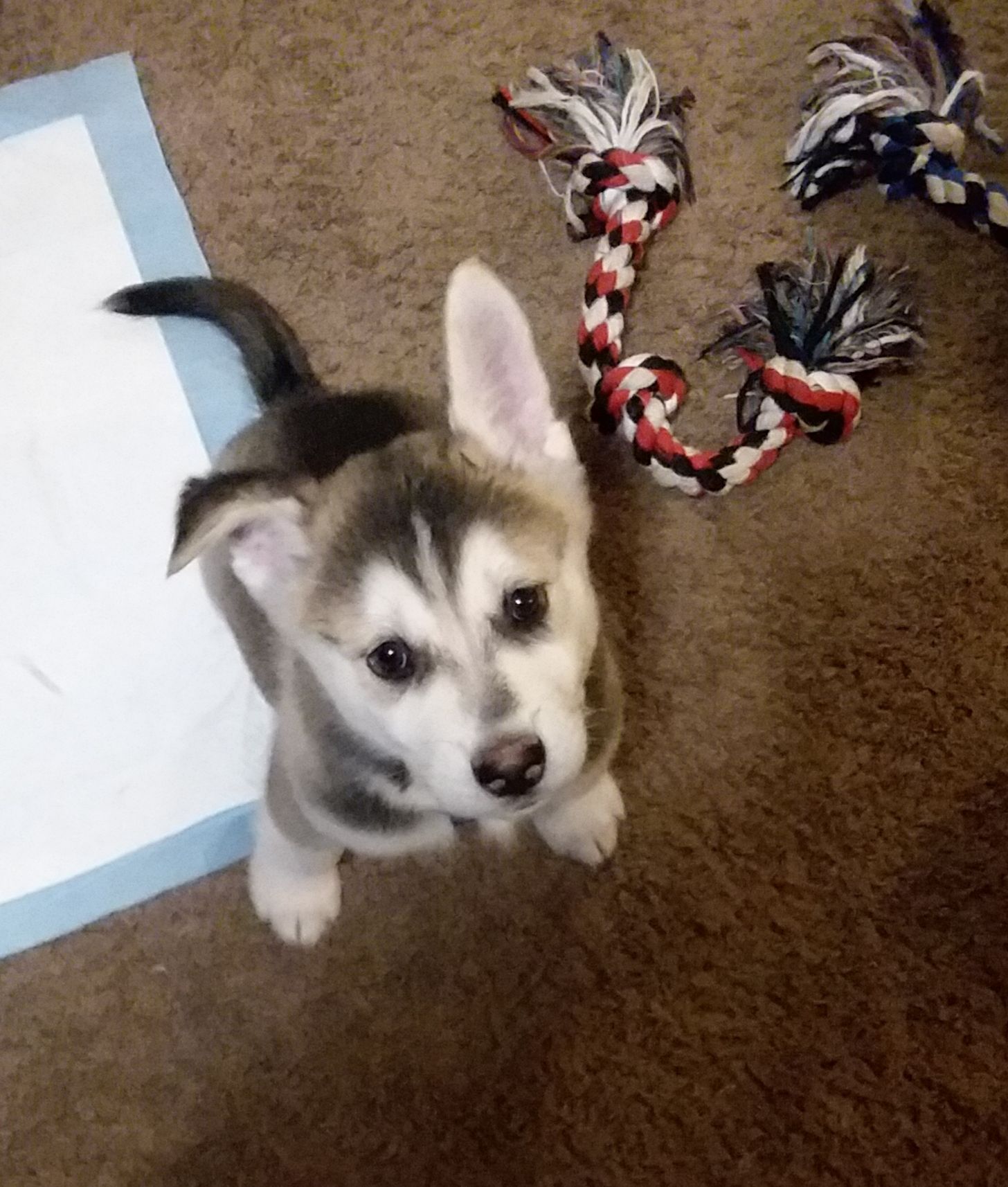 Oni was a cute puppy