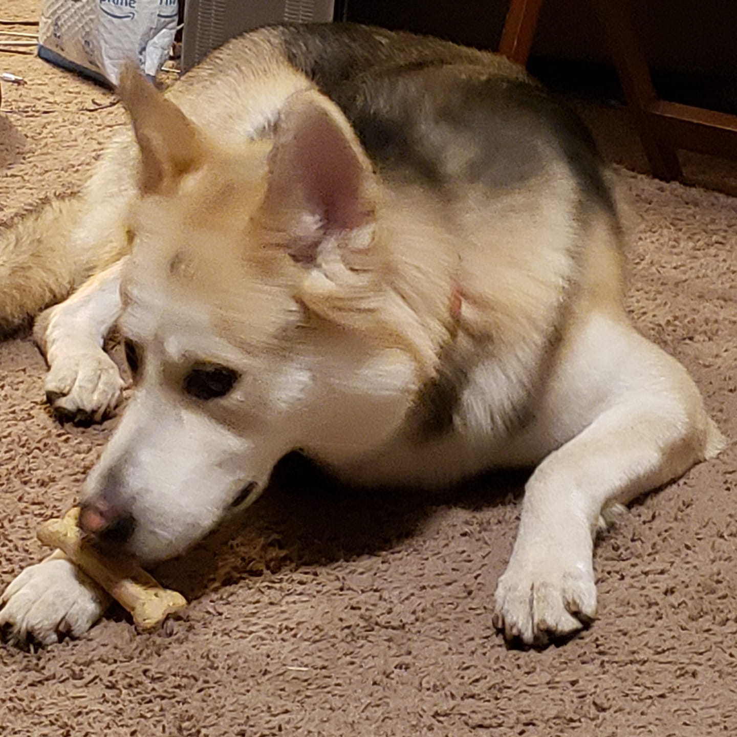 Oni finds the responsibilty of a Milk Bone troubling